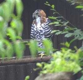 aguila_penacho